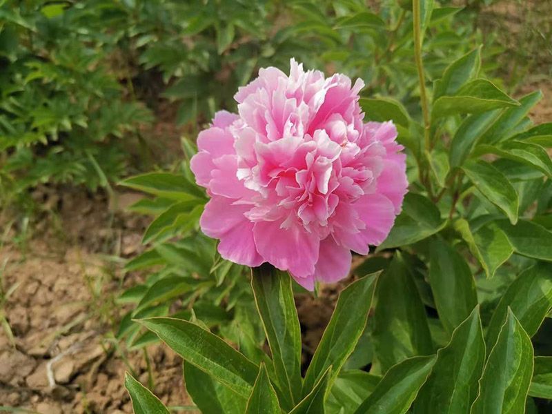 桃花飞雪